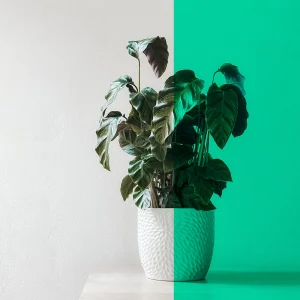 Phim dán kính màu xanh lá cây mã BC-25G