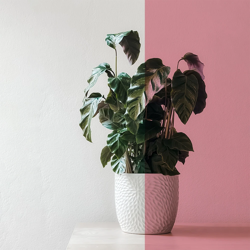 Phim dán kính màu hồng mã BC-60PK